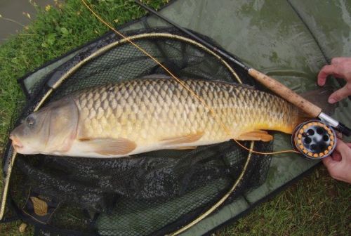 carp 4