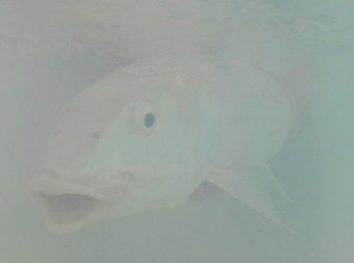 Bonefish underwater