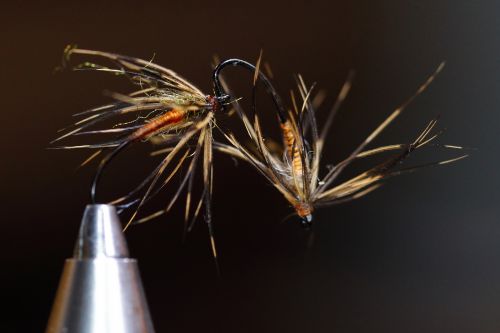 L'orange Lagopède 2 copy