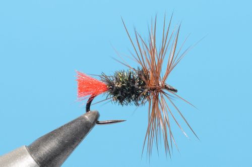 31393471_10156265987691445_282515093235695616_o